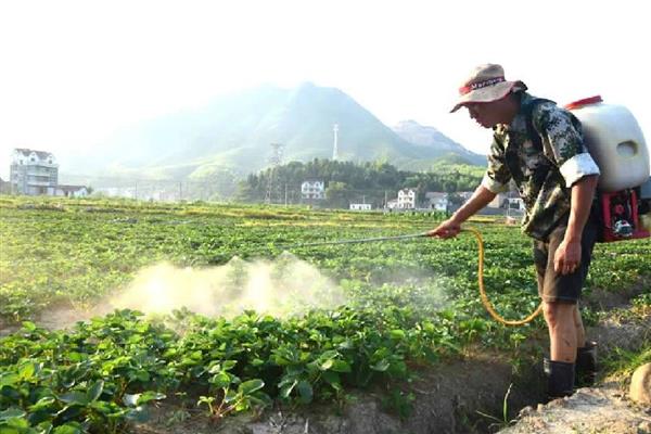 瓜类蔬菜怎么整枝，剪除不结瓜的徒长枝等不良枝条
