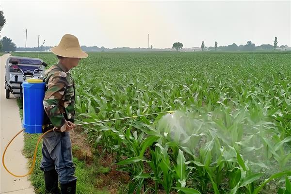 瓜类蔬菜怎么整枝，剪除不结瓜的徒长枝等不良枝条