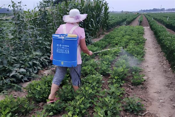 瓜类蔬菜怎么整枝，剪除不结瓜的徒长枝等不良枝条