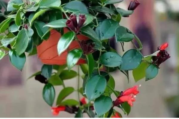 口红吊兰怎么浇水，夏天每天早晚应各浇水一次