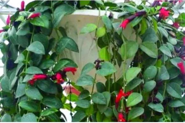 口红吊兰怎么浇水，夏天每天早晚应各浇水一次