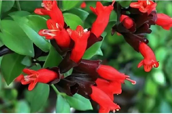 口红吊兰怎么浇水，夏天每天早晚应各浇水一次