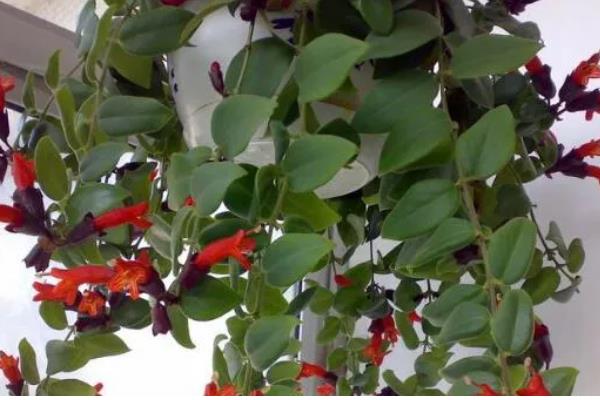 口红吊兰怎么浇水，夏天每天早晚应各浇水一次