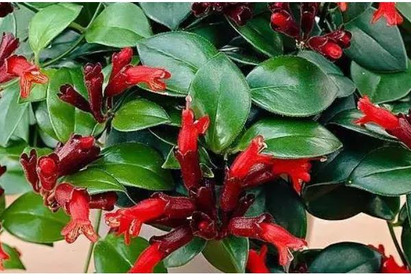 口红吊兰怎么浇水，夏天每天早晚应各浇水一次