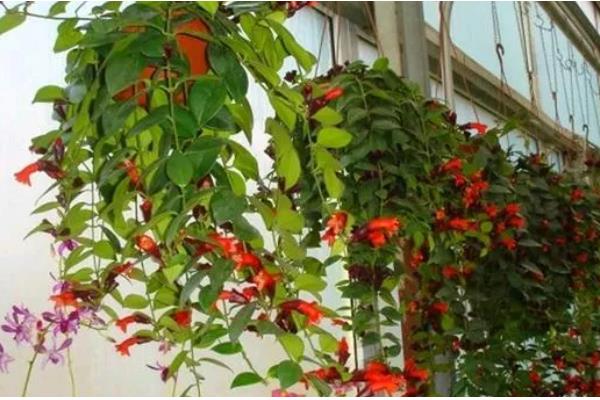 口红吊兰怎么浇水，夏天每天早晚应各浇水一次