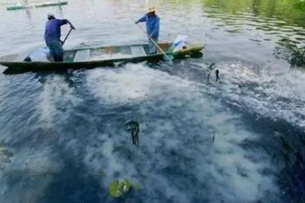 螃蟹长了蟹奴怎么处理，要及时更换水质