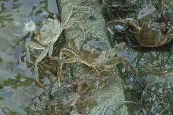 螃蟹长了蟹奴怎么处理，要及时更换水质