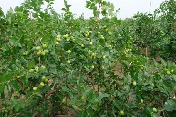 冬枣幼树留枣头多少，留枣头4-5个为佳