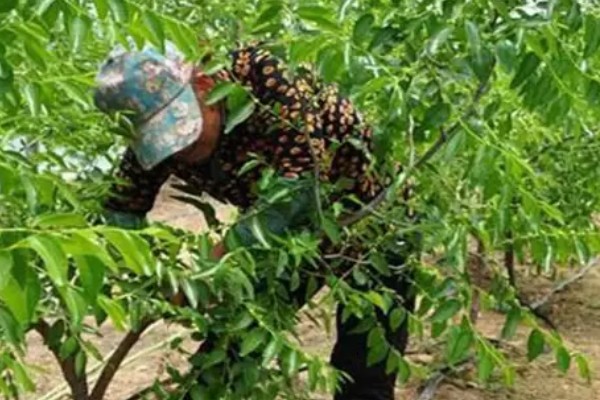 冬枣幼树留枣头多少，留枣头4-5个为佳