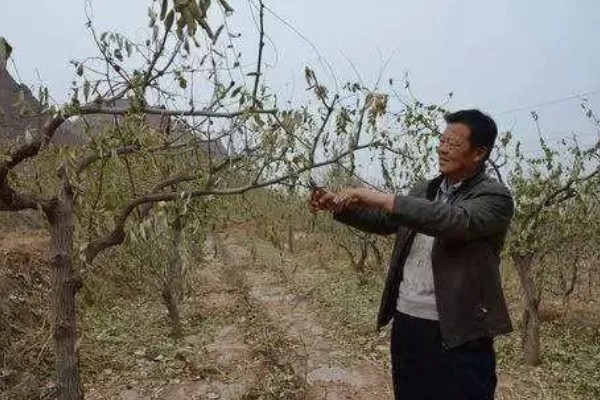 冬枣幼树留枣头多少，留枣头4-5个为佳