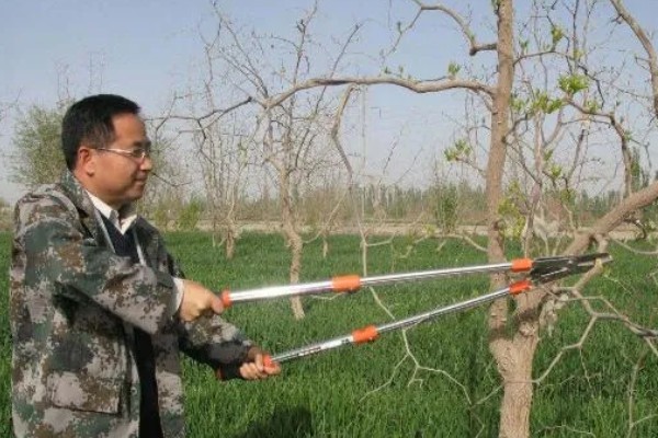 冬枣幼树留枣头多少，留枣头4-5个为佳