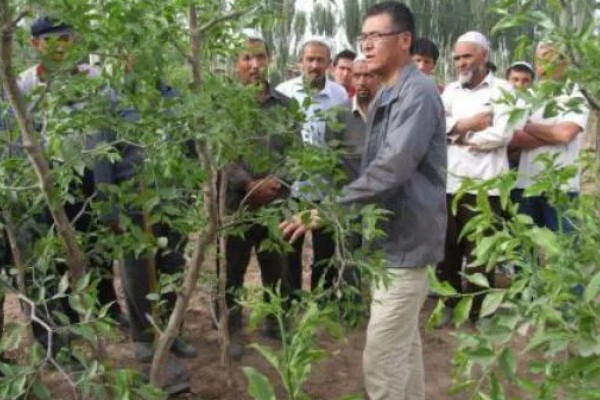 冬枣幼树留枣头多少，留枣头4-5个为佳