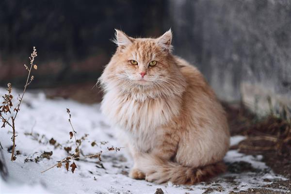 猫尾巴上有硬疙瘩的原因，可能是寄生虫感染、蚊虫叮咬等因素造成