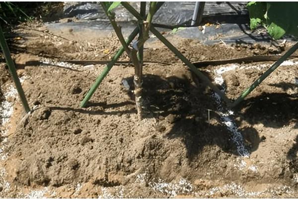 茄子菌核病的防治方法，发现病株及时拔除