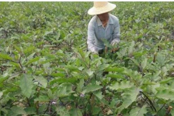 茄子菌核病的防治方法，发现病株及时拔除