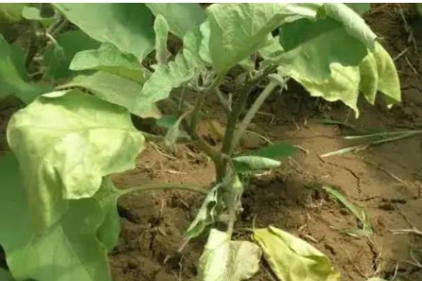 茄子菌核病的防治方法，发现病株及时拔除