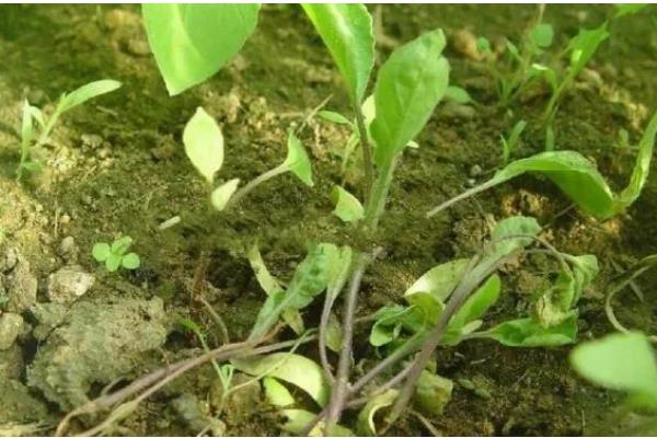 茄子菌核病的防治方法，发现病株及时拔除