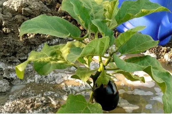 茄子菌核病的防治方法，发现病株及时拔除