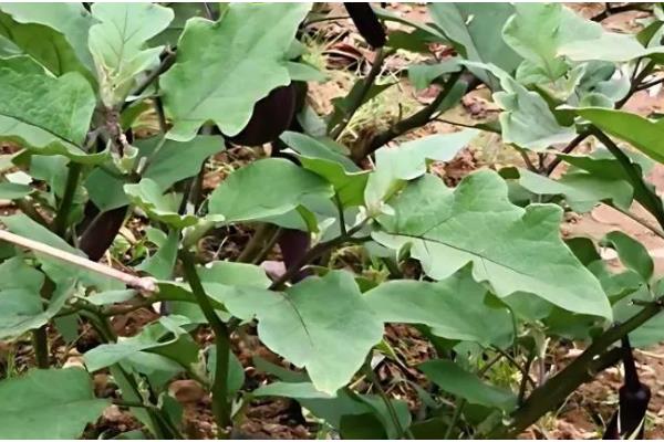 茄子菌核病的防治方法，发现病株及时拔除