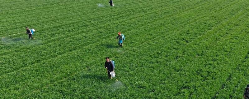 对小麦根外追肥的方法，叶色发黄、脱肥早衰的麦田要喷施氮素化肥