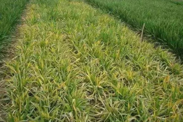 对小麦根外追肥的方法，叶色发黄、脱肥早衰的麦田要喷施氮素化肥