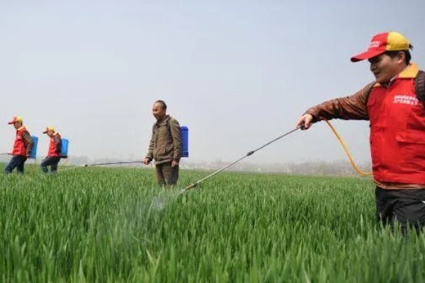 对小麦根外追肥的方法，叶色发黄、脱肥早衰的麦田要喷施氮素化肥