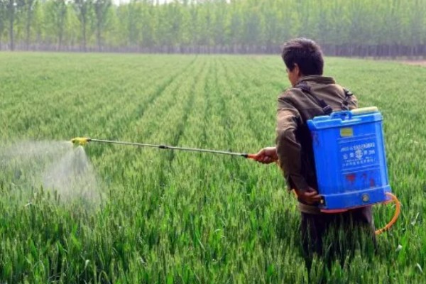 对小麦根外追肥的方法，叶色发黄、脱肥早衰的麦田要喷施氮素化肥