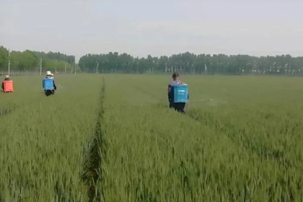 对小麦根外追肥的方法，叶色发黄、脱肥早衰的麦田要喷施氮素化肥