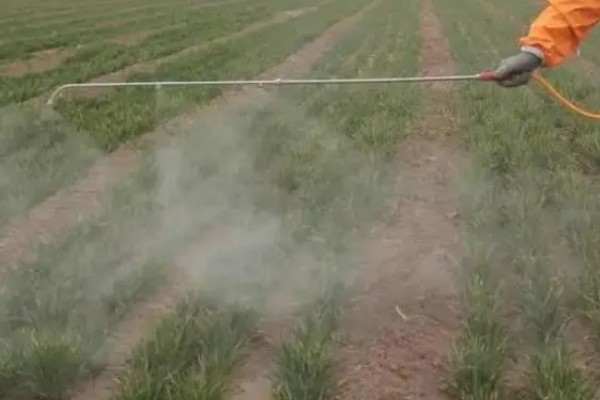 对小麦根外追肥的方法，叶色发黄、脱肥早衰的麦田要喷施氮素化肥