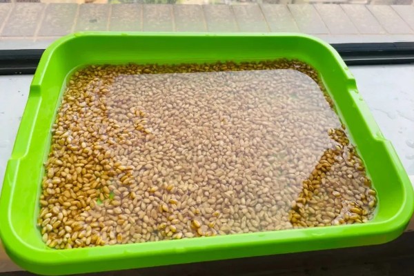 对小麦根外追肥的方法，叶色发黄、脱肥早衰的麦田要喷施氮素化肥