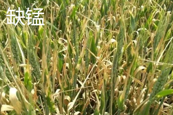 对小麦根外追肥的方法，叶色发黄、脱肥早衰的麦田要喷施氮素化肥