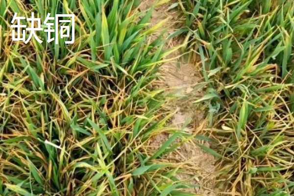 对小麦根外追肥的方法，叶色发黄、脱肥早衰的麦田要喷施氮素化肥