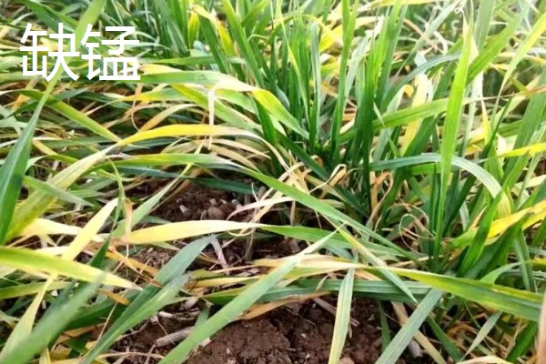 对小麦根外追肥的方法，叶色发黄、脱肥早衰的麦田要喷施氮素化肥
