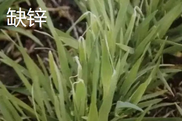对小麦根外追肥的方法，叶色发黄、脱肥早衰的麦田要喷施氮素化肥