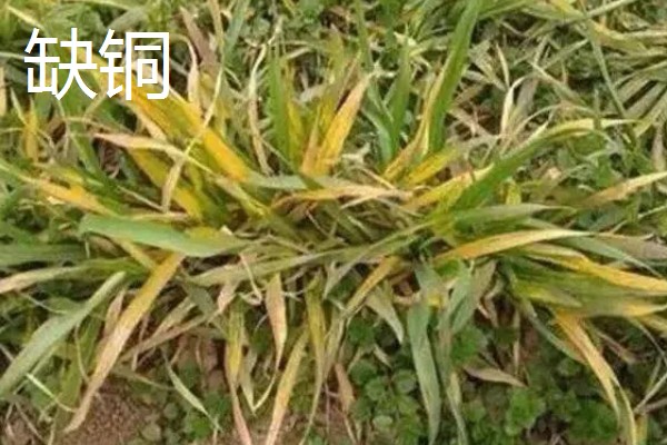 对小麦根外追肥的方法，叶色发黄、脱肥早衰的麦田要喷施氮素化肥