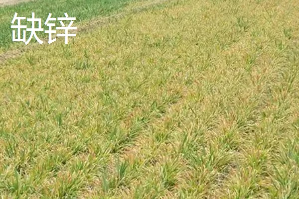 对小麦根外追肥的方法，叶色发黄、脱肥早衰的麦田要喷施氮素化肥