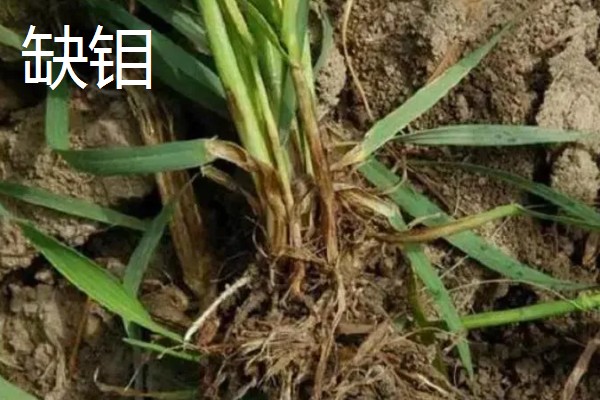 对小麦根外追肥的方法，叶色发黄、脱肥早衰的麦田要喷施氮素化肥