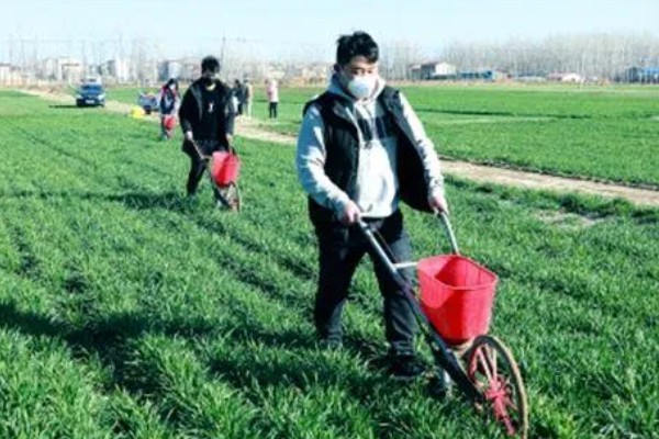 对小麦根外追肥的方法，叶色发黄、脱肥早衰的麦田要喷施氮素化肥