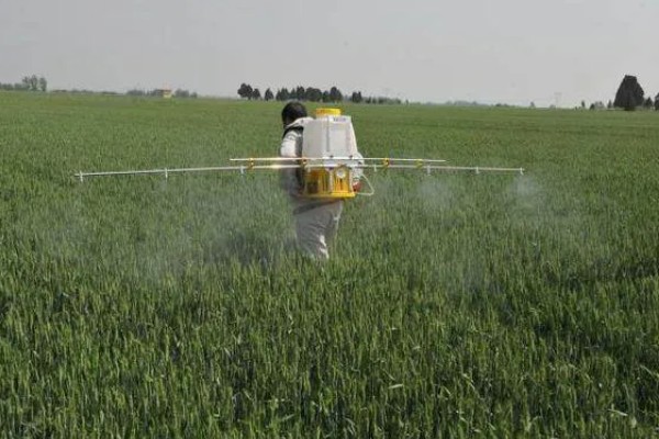 对小麦根外追肥的方法，叶色发黄、脱肥早衰的麦田要喷施氮素化肥