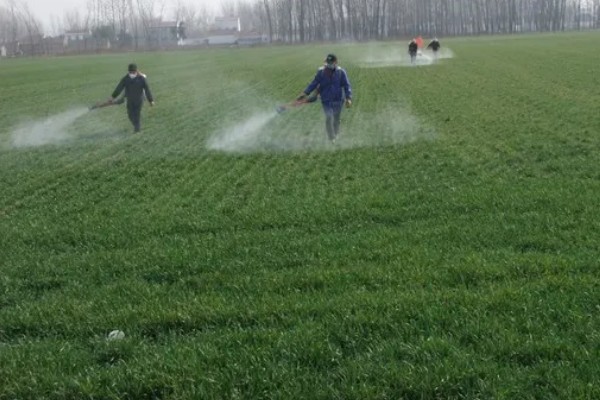 对小麦根外追肥的方法，叶色发黄、脱肥早衰的麦田要喷施氮素化肥