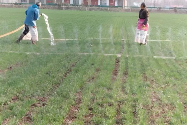 对小麦根外追肥的方法，叶色发黄、脱肥早衰的麦田要喷施氮素化肥