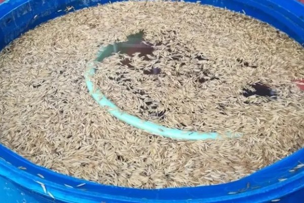 对小麦根外追肥的方法，叶色发黄、脱肥早衰的麦田要喷施氮素化肥