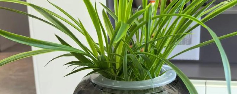 用什么固定水培吊兰，把碎石子放在容器的底部