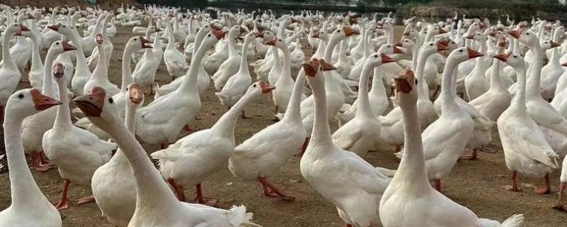 提供法式鹅肝的鹅怎么养，雏鹅每天饲喂6-8次左右