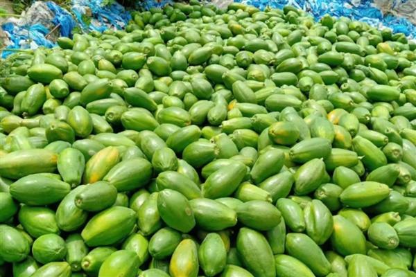 木瓜如何防止氧化,常温下把木瓜用报纸包严实