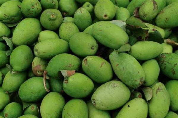 木瓜如何防止氧化,常温下把木瓜用报纸包严实