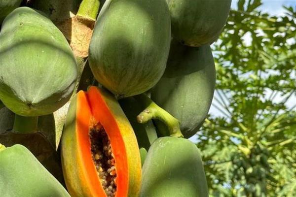 木瓜如何防止氧化,常温下把木瓜用报纸包严实