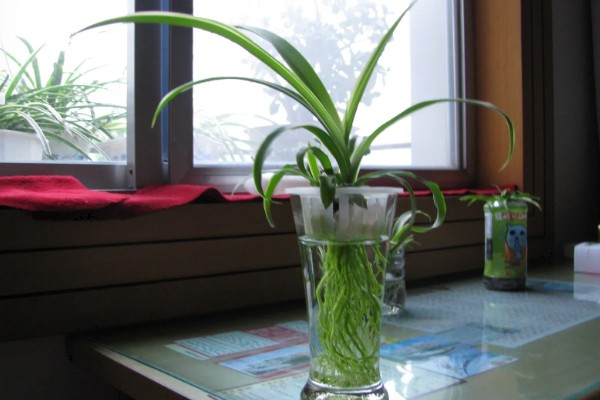 用什么固定水培吊兰，把碎石子放在容器的底部