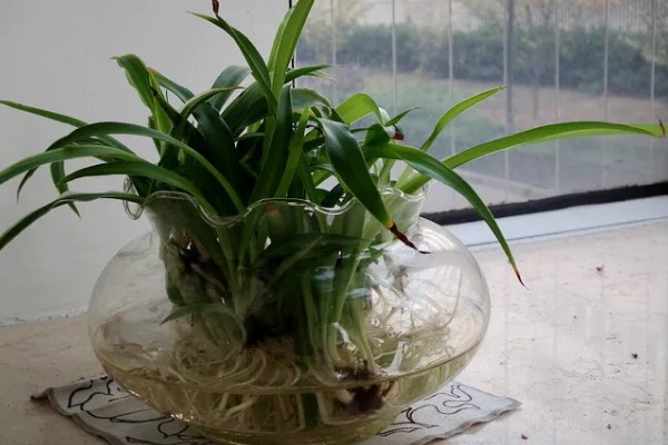 用什么固定水培吊兰，把碎石子放在容器的底部