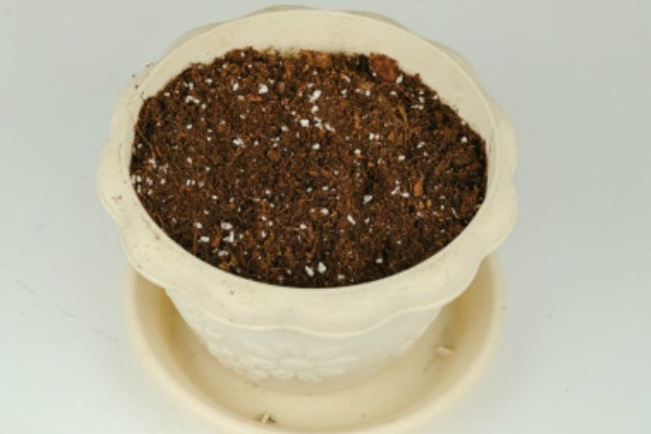 用什么固定水培吊兰，把碎石子放在容器的底部